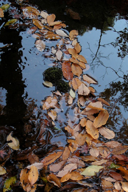 101212_dead_leaves.jpg