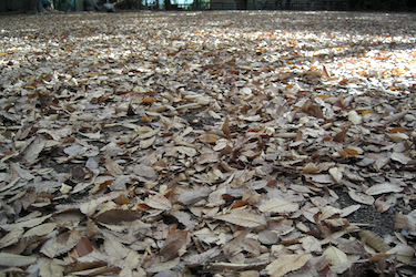 101222_dead_leaves.jpg