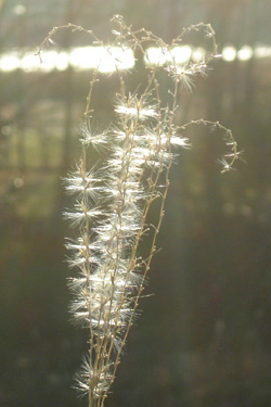 101227_pampas_grass.jpg