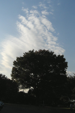 101228_sky_tree.jpg