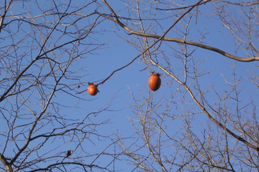101230_persimmons.jpg