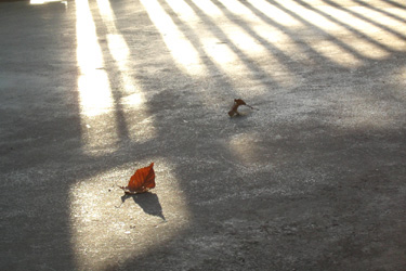 101231_fallen_leaves.jpg
