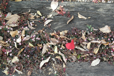 110105_red_leaf.jpg