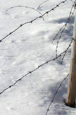 110115_fence.jpg