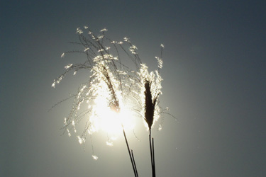 110120_pampas_grass.jpg