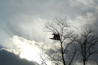 110125_kite.jpg