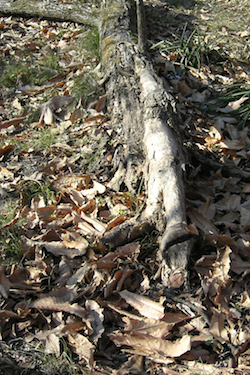 110128_dead_tree.jpg