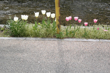 110409_tulips.jpg