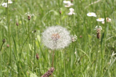 110508_dandelion.jpg