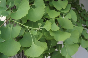 110510_ginkgo.jpg