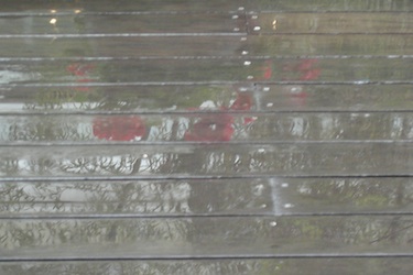 110511_rainy_roses.jpg