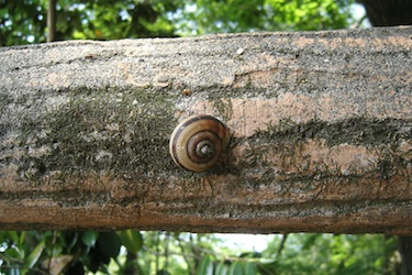 110512_snail.jpg