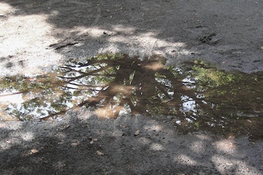 110513_puddle.jpg