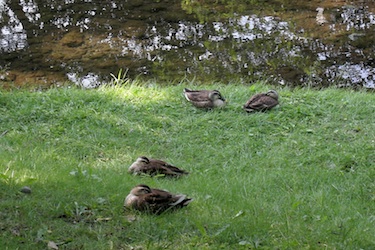 110516_ducks.jpg