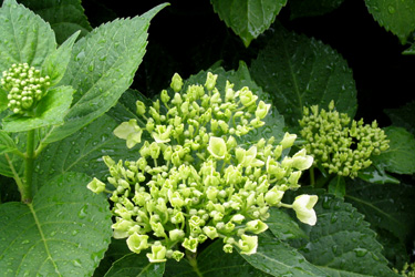 110517_hydrangea.jpg
