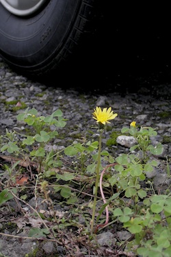 110520_yellow_flower.jpg