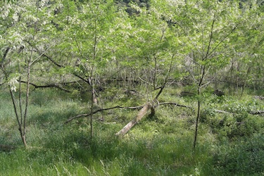 110521_forest.jpg