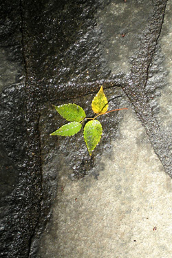 110524_fallen_leaf.jpg