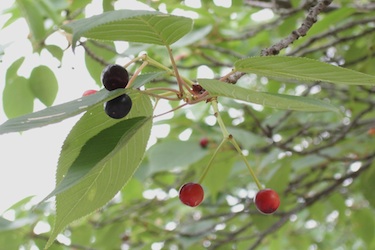 110525_berries.jpg