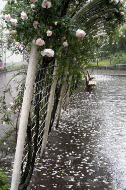 110528_rainy_roses.jpg