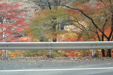 111114_autumn_leaves.jpg