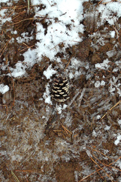 120202_pinecone.jpg