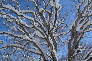120219_tree.jpg