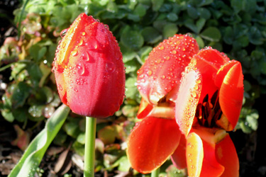 120502_tulips.jpg