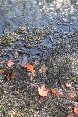120925_fallen_autumn_leaves.jpg
