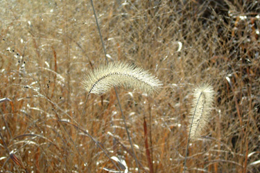 130110_pampas_grass.jpg