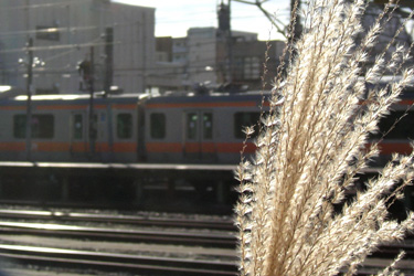 130120_pampas_grass.jpg