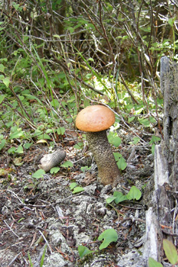 130620_mushroom.jpg