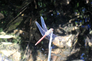 130708_dragonfly.jpg