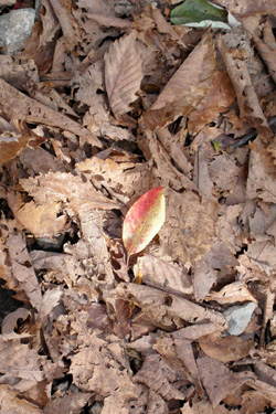 131008_autumn_leaf.jpg