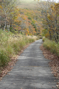 131020_autumn_path.jpg