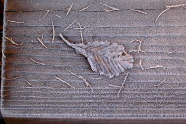 131028_b_frozen_leaf.jpg