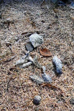 131028_c_frozen_leaves.jpg