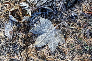 131028_d_frozen_leaf.jpg