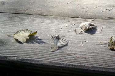131028_frozen_leaves.jpg