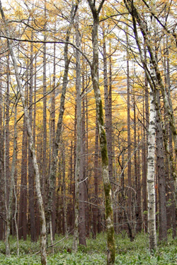 131102_larch_trees.jpg