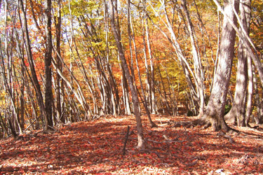 131106_autumn_forest.jpg