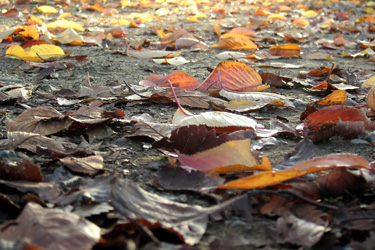 131111_autumn_leaves.jpg