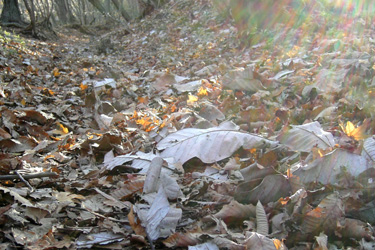 131116_dead_leaves.jpg