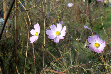 131119_cosmos.jpg