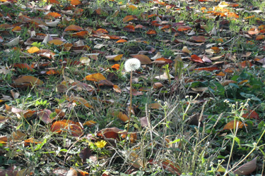 131120_dandelion.jpg