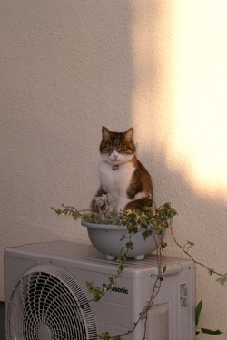 131124_cat_planter.jpg