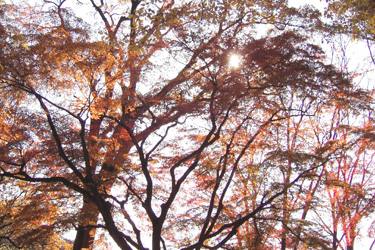 131129_autumn_trees.jpg