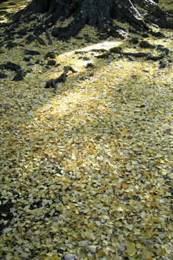 131130_gingko.jpg