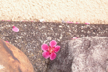 140306_fallen_flower.jpg