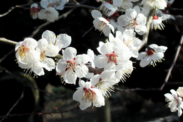140308_ume.jpg